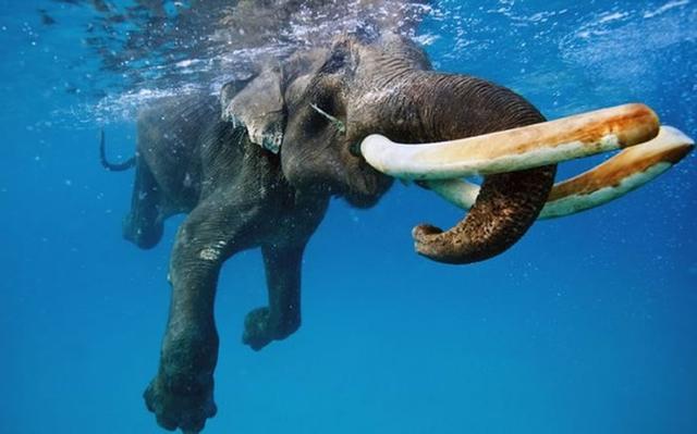 包含加拿大游泳健将大放异彩,引领全场的词条 包含加拿大游泳健将大放异彩,引领全场的词条